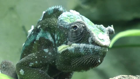 Pantherchameleon Stock Footage 159513332