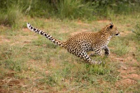 PANTHERE LEOPARD panthera pardus Stock Photos