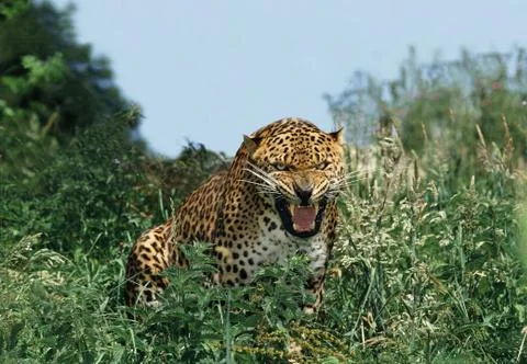 PANTHERE LEOPARD panthera pardus Stock Photos