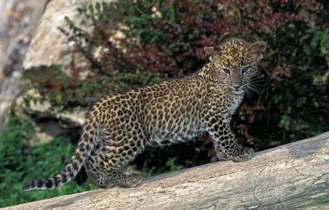 PANTHERE LEOPARD panthera pardus Stock Photos