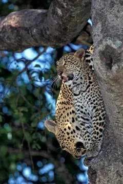 PANTHERE LEOPARD panthera pardus Stock Photos