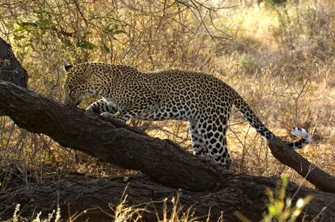 PANTHERE LEOPARD panthera pardus Stock Photos