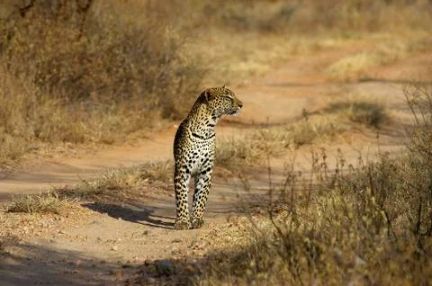 PANTHERE LEOPARD panthera pardus Stock Photos