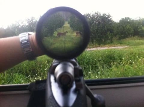 Panthers Stock Photos