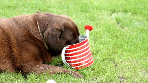 Panting and drinking Brown labrador Stock Footage 38958747