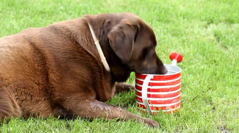 Panting and drinking Brown labrador Stock Footage 38959803