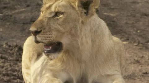 Panting and yawing lion Stock Footage 12645946