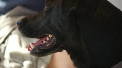 Panting Black Lab Stock Footage 11441423