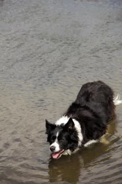 Panting border collie standing in river facing camera Stock Photos