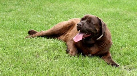 Panting Brown labrador lying on the grass Stock Footage 38950921