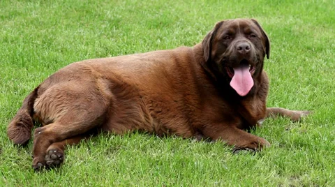Panting Brown labrador lying on the grass Stock Footage 38957301