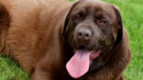 Panting Brown labrador lying on the grass Stock Footage 38957881