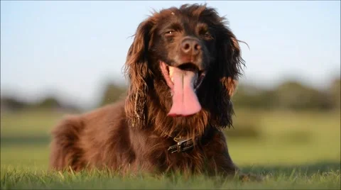 Panting cocker spaniel Stock Footage 67969347