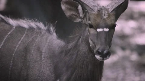 Panting Deer Staring at Me in 4K Stock Footage 67424921