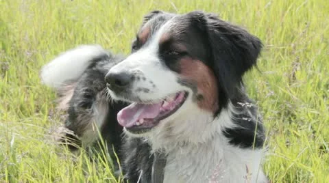 Panting dog 스톡 동영상 11517749