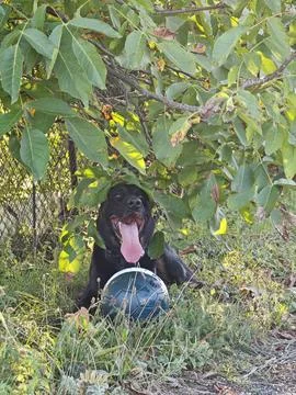 Panting Dog Hiding Under Tree Leaves on Hot Day Foto stock