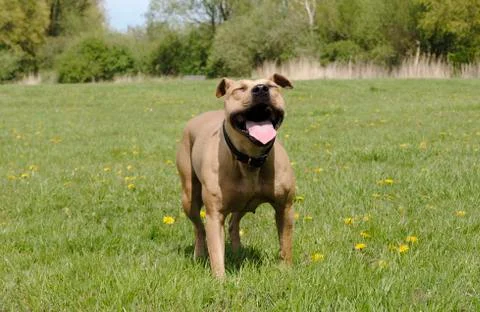 Panting dog in park Stock Photos