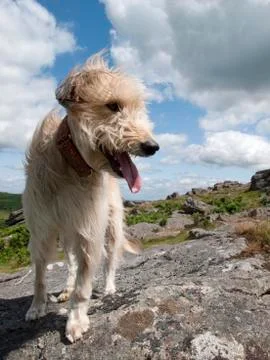 Panting dog Stock Photos