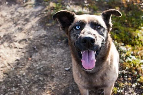 Panting husky 写真素材