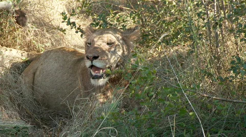 Panting Lion 库存影片 573837