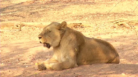 Panting Lion 스톡 동영상 47454786