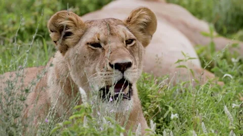 Panting lioness lying down in a grass and resting Stock Footage 326065065