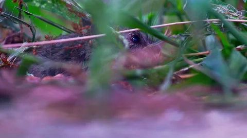 Panting mouse desperately trying to escape attack from fire ant swarm. Video stock 254065213