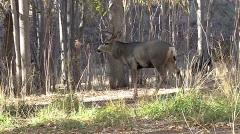 Panting Mule Deer Buck Stands in Opening in Woods Stock Footage 49677816
