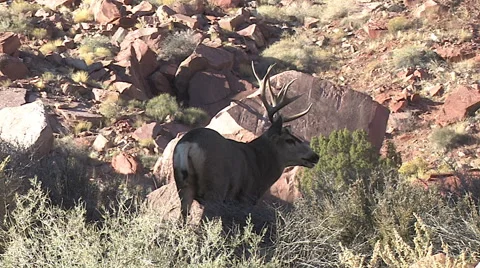 Panting Mule Deer Buck on Top of Hill in Red Rock Country Stock Footage 49667735