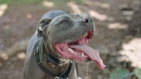 Panting Pitbull Dog with Tongue Hanging Stock Video Pond5