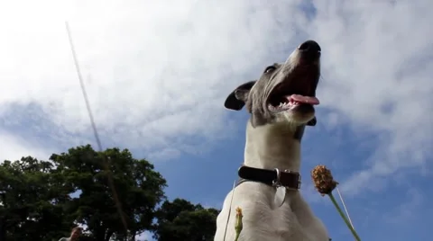 Panting puppy, low-angle 스톡 동영상 40496338