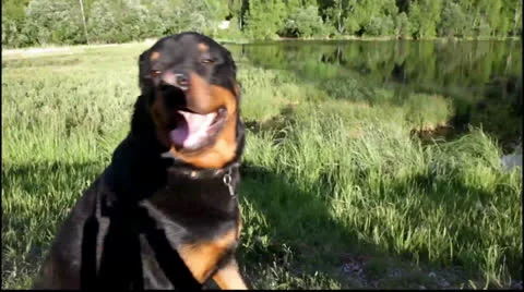 Panting Rottweiler Dog Stock Footage 25054695