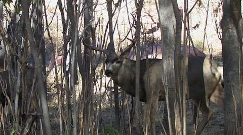 Panting Rutting Buck in Thick Saplings Stock Footage 49649425