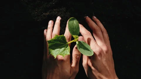 Panting seedling sprouts in the soil Video stock 238541013