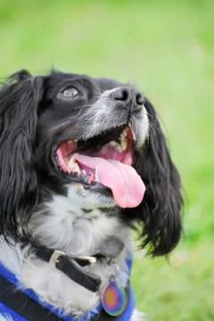 Panting spaniel Stock Photos