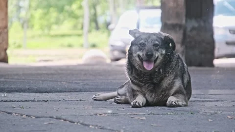 Panting Stray Dog Resting Under an Archway in City Park Stock Footage 309372981