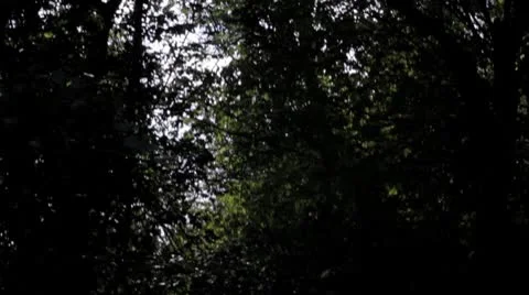 Pantosmooth.mp4 Stock Footage