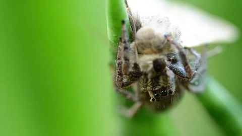 Pantropical jumping spider in action during moth capture sequence 스톡 동영상 334584625