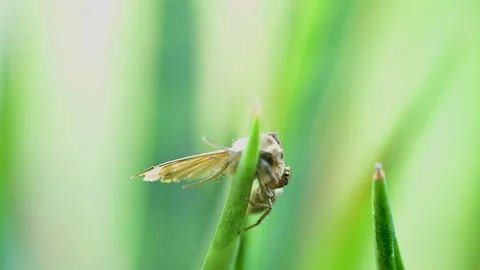 Pantropical jumping spider catching a moth in extreme macro closeup 스톡 동영상 334584660