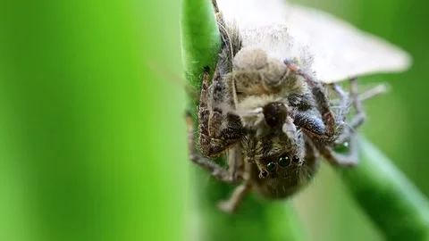 Pantropical jumping spider engaging moth in dynamic wildlife moment 스톡 동영상 334584585