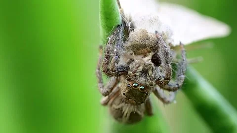 Pantropical jumping spider engaging moth in dynamic wildlife moment 스톡 동영상 334584630