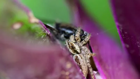 Pantropical jumping spider feeding on captured insect among striking purple Video stock 336431506