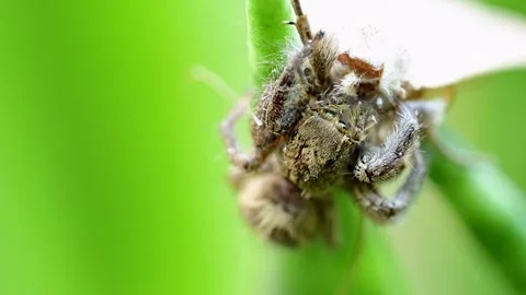 Pantropical jumping spider hunting moth in extreme macro closeup 스톡 동영상 334584565