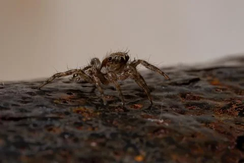 Pantropical Jumping Spider Foto stock