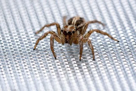 Pantropical Jumping Spider Stock Photos