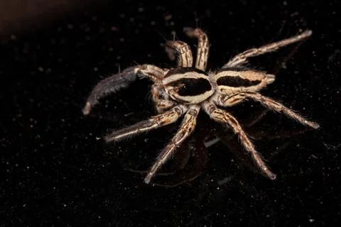 Pantropical Jumping Spider Stock Photos