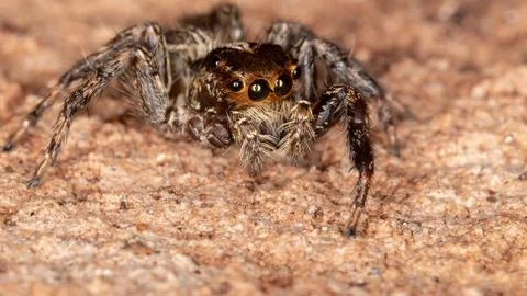 Pantropical Jumping Spider Foto stock