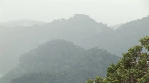 Papa New Guinea forest Stock Footage 71337693
