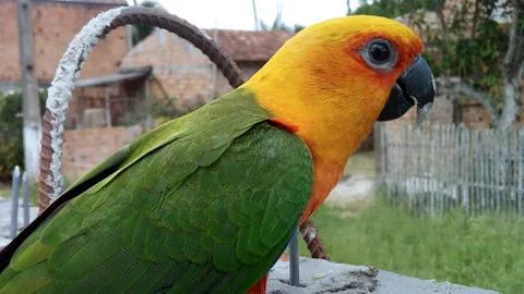 Papagaio verde e amarelo Stock Photos