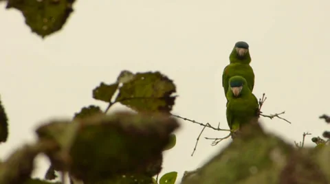 Papagaios 動画素材 37680396